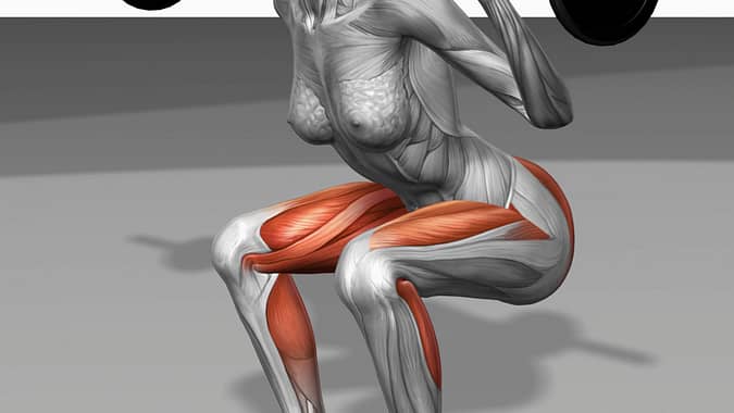 The muscles involved in barbell squat exercises. The agonist (active) muscles of this exercise are highlighted.